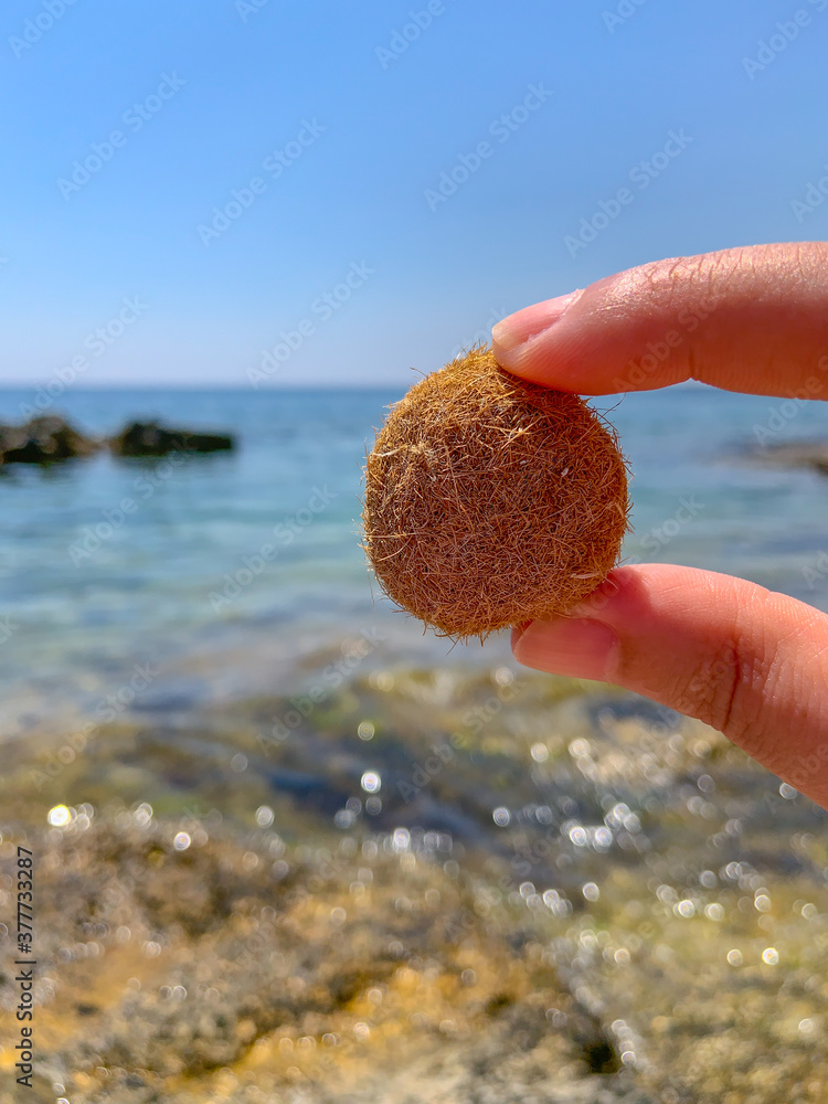 Posidonia oceanica is known as the
