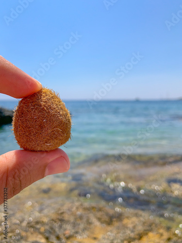 Obraz na płótnie Posidonia oceanica is known as the