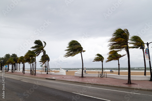 Palm trees blowing in the winds at tropical beach.