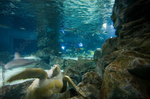 Turtle, Coex Aquarium, Seoul, South Korea photo