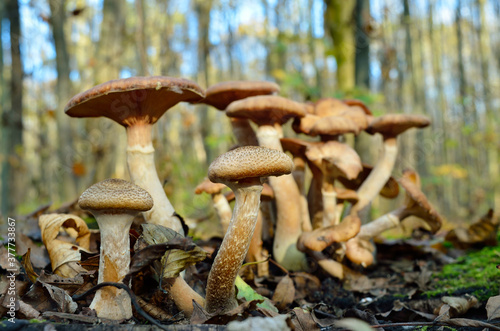 Wild forest mushrooms grow in the autumn forest