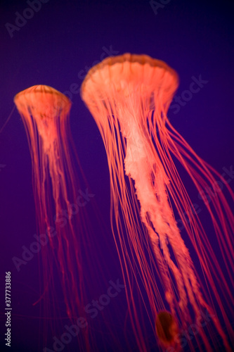 Photography Jellyfish, Coex Aquarium, Seoul, South Korea