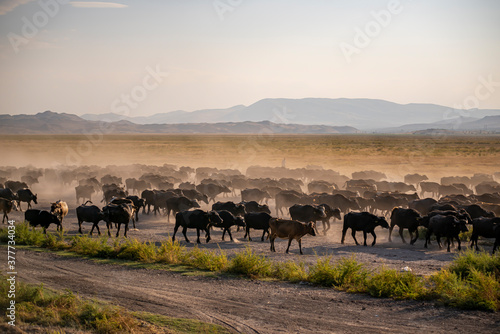 Herd of cattle and buffalo walking on dusty roads. green background and mountain