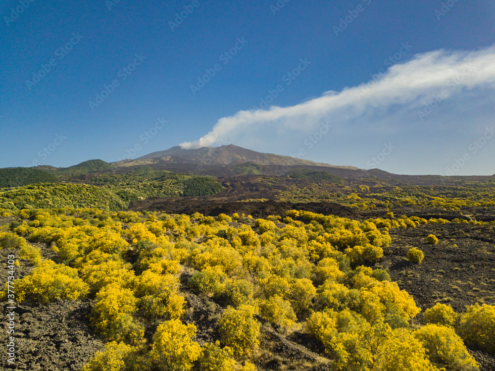 The stems of rush broom with yellow flowers in the spring (Mount Etna)