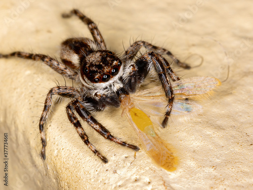 Gray Wall Jumping Spider of the species Menemerus bivittatus photo