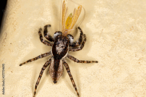 Gray Wall Jumping Spider of the species Menemerus bivittatus photo