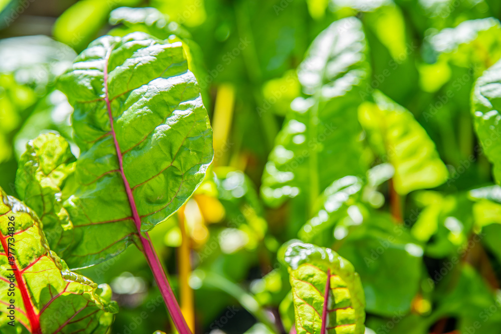 Red and yellow swiss chard leaves at organic gardens - Organic produce in the home made vegetable garden