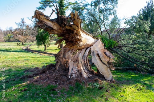A Split Stump With A Fallen Tree After a Storm at the Elkins Estate