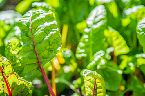 Obraz na płótnie Red and yellow swiss chard leaves at organic gardens - Organic produce in the home made vegetable garden
w salonie