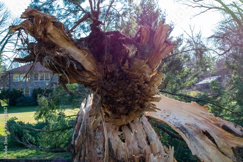 A Split Stump With A Fallen Tree After a Storm at the Elkins Estate