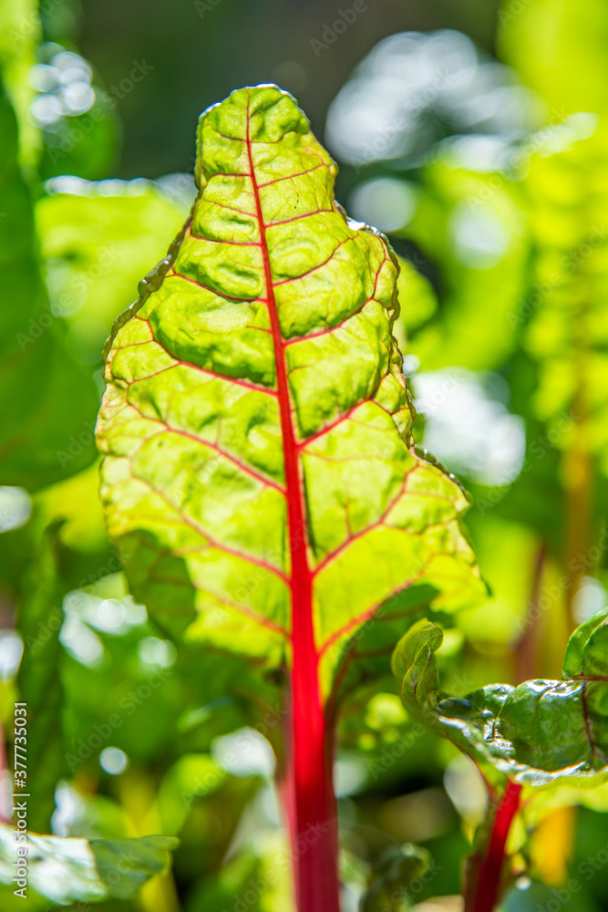 Red and yellow swiss chard leaves at organic gardens - Organic produce in the home made vegetable garden