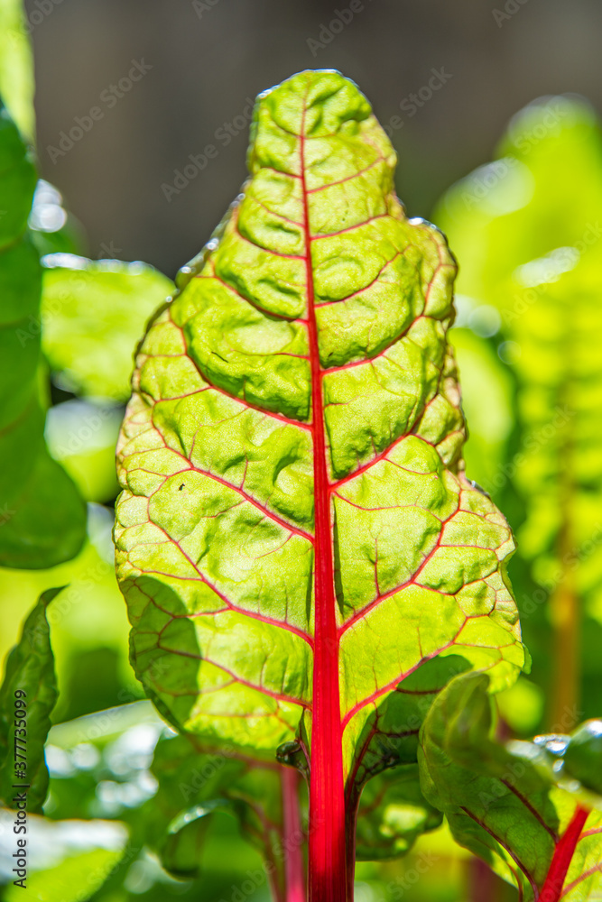 Red and yellow swiss chard leaves at organic gardens - Organic produce in the home made vegetable garden