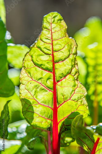 Red and yellow swiss chard leaves at organic gardens - Organic produce in the home made vegetable garden
