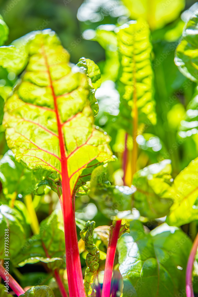 Red and yellow swiss chard leaves at organic gardens - Organic produce in the home made vegetable garden