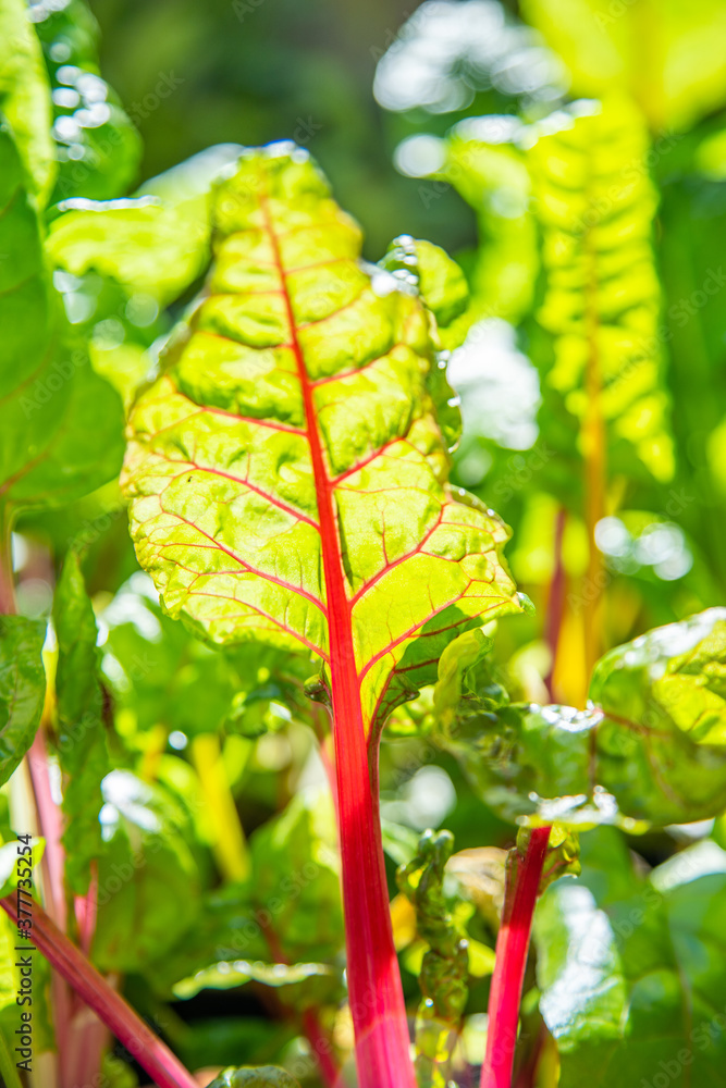 Red and yellow swiss chard leaves at organic gardens - Organic produce in the home made vegetable garden