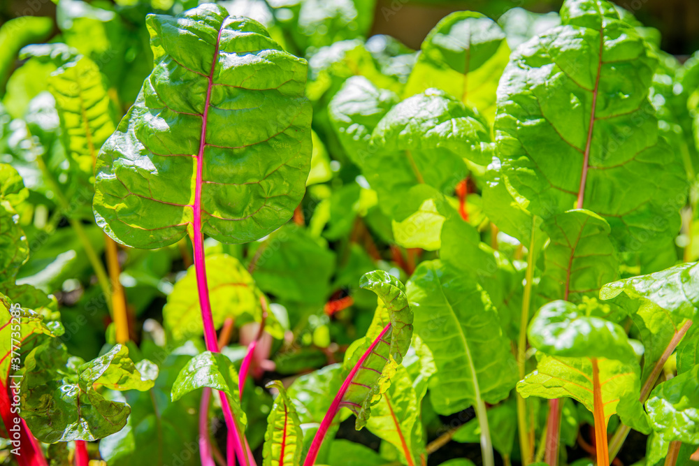 Red and yellow swiss chard leaves at organic gardens - Organic produce in the home made vegetable garden