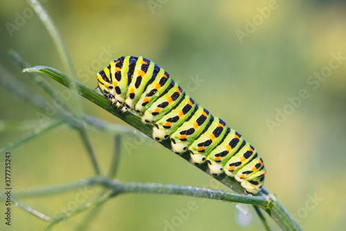 Caterpillar of Papilio machaon - Old World swallowtail - on fennel