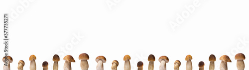 Close up of many different Boletus edulis (king bolete) mushroom isolated on white background banner wide panoramic panorama