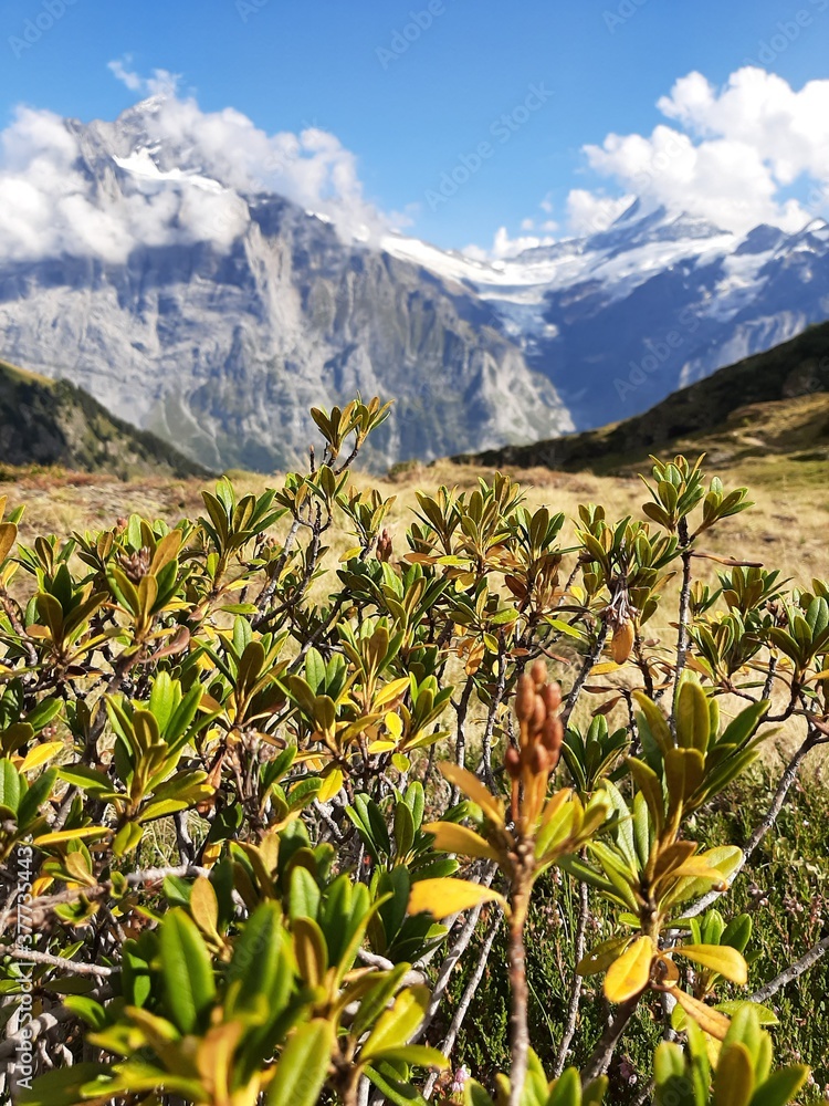 Fototapeta premium flower bush in front of hills and swiss alp mountains