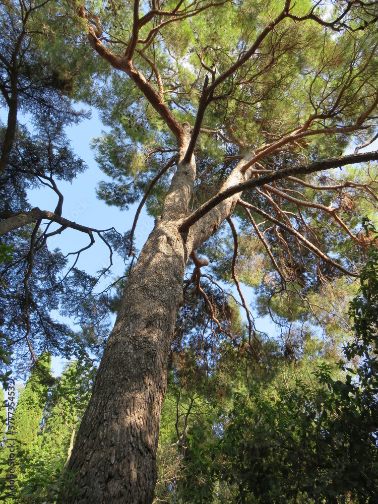 Fototapeta premium trees in the forest
