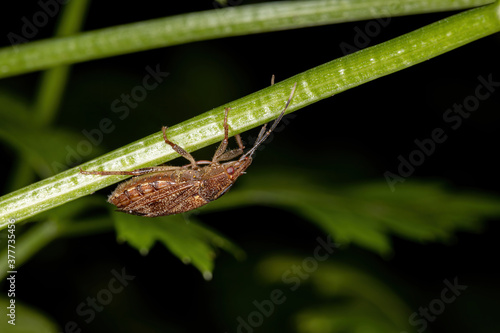 Stink bug of the Genus Antiteuchus photo