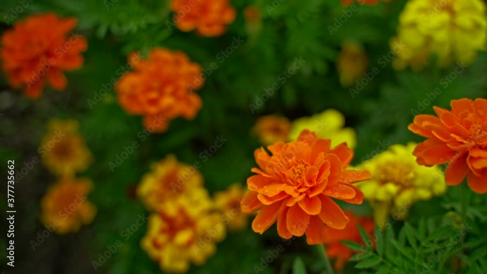 Bright orange, yellow, and red marigolds among green garden. Bright orange, yellow, and red marigolds among green garden.