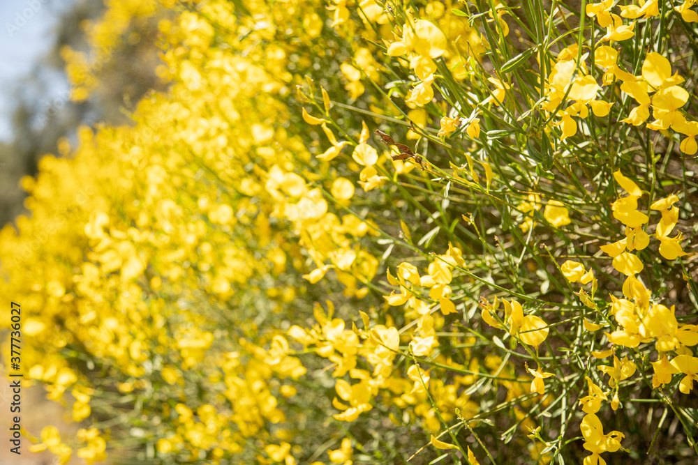 The stems of rush broom with yellow flowers in the spring (Mount Etna)
