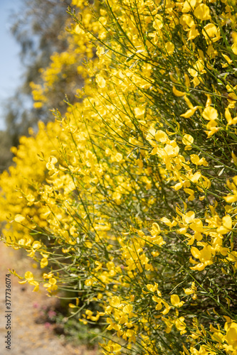 Obraz na płótnie The stems of rush broom with yellow flowers in the spring (Mount Etna)
w salonie