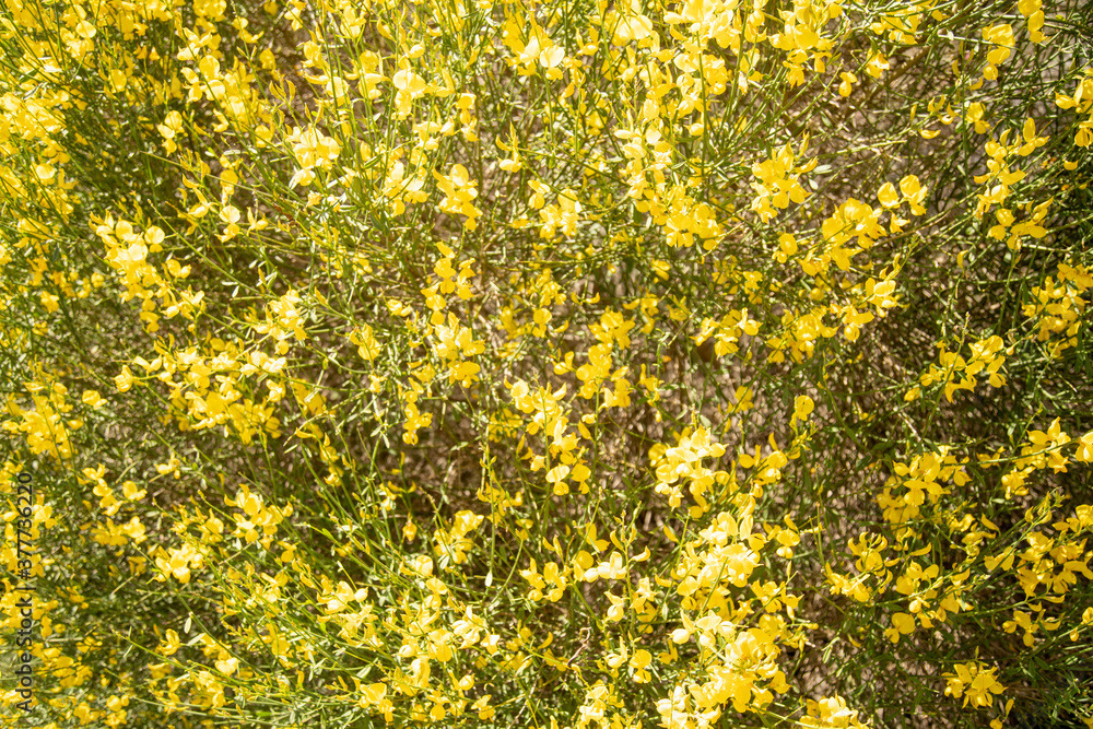 The stems of rush broom with yellow flowers in the spring (Mount Etna)