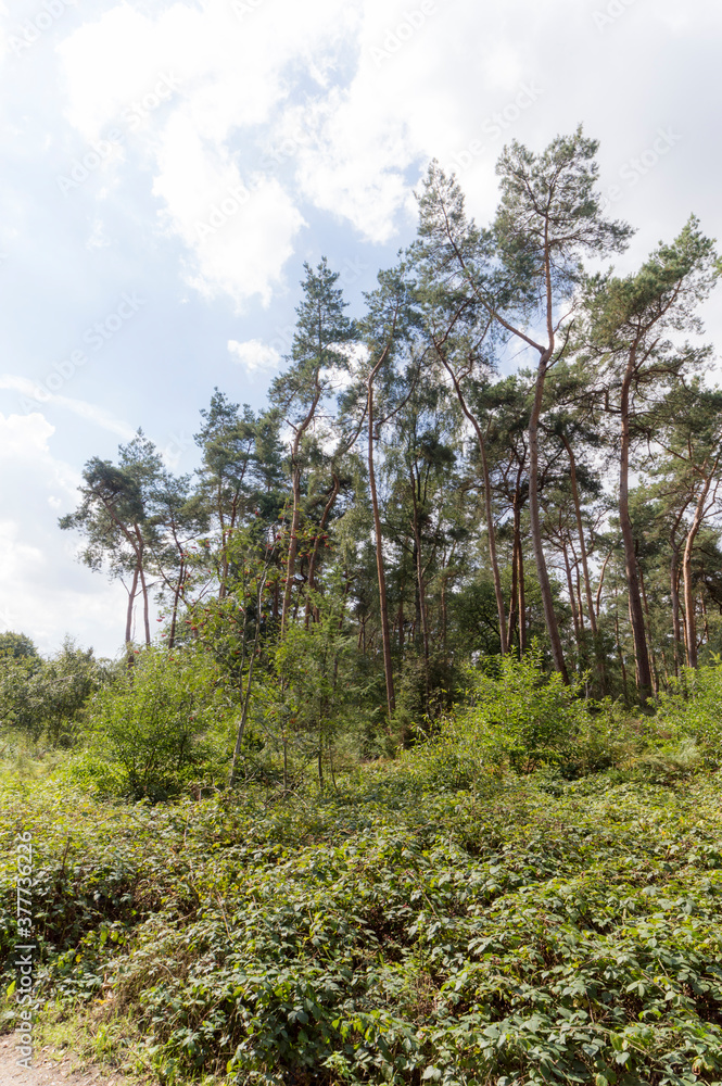 The Forrest near Hochelten, Germany