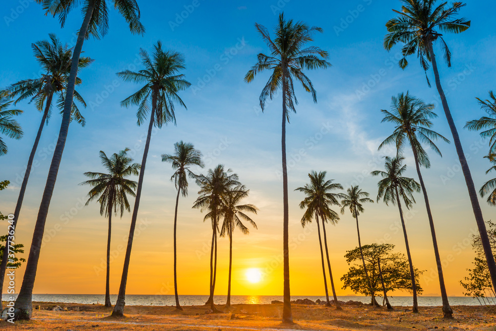 Sunset with palm trees on beach, landscape of palms on sea island