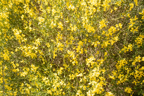 The stems of rush broom with yellow flowers in the spring (Mount Etna) 