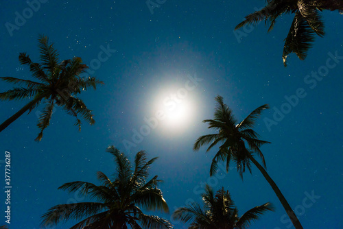 Palm trees under dark blue night sky with full moon and many stars