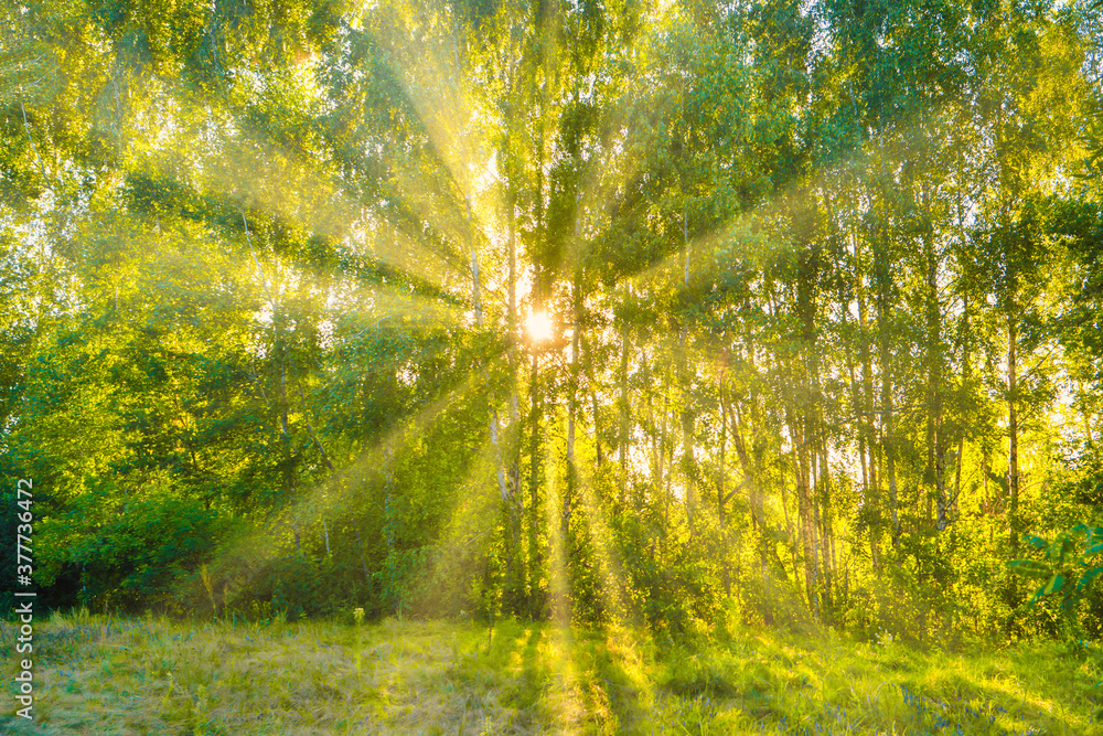 Obraz premium Green forest - panoramic landscape with sun rays light shining through trees