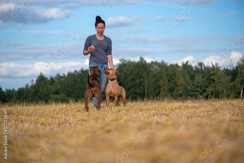 A girl plays with an American Pit Bull Terrier on the field.