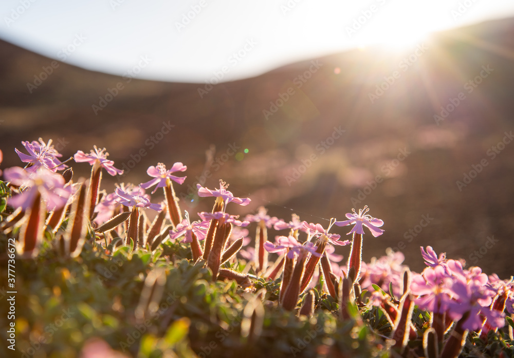 Pillows of Saponaria aetnensis on Mounte Etna - Endemic flora of the Etna volcano