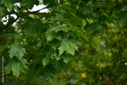 Fresh green leaves on the branch with daylight