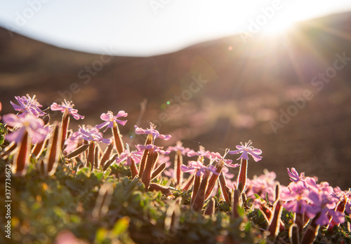 Pillows of Saponaria aetnensis on Mounte Etna - Endemic flora of the Etna volcano photo