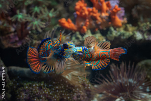 Mandarin fishes fight for territory