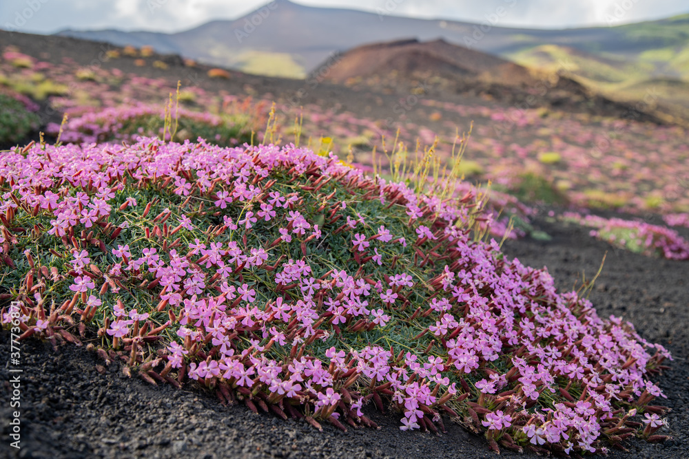 Pillows of Saponaria aetnensis on Mounte Etna - Endemic flora of the Etna volcano