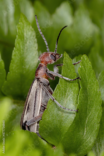 Burning Blister Beetle of the Genus Epicauta photo