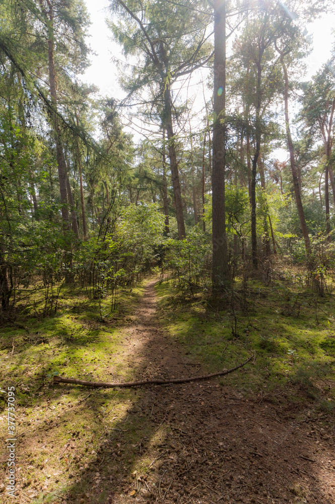 The Forrest near Hochelten, Germany The Forrest near Hochelten, Germany