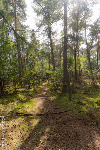 The Forrest near Hochelten, Germany