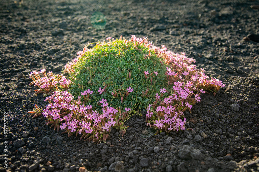 Pillows of Saponaria aetnensis on Mounte Etna - Endemic flora of the Etna volcano