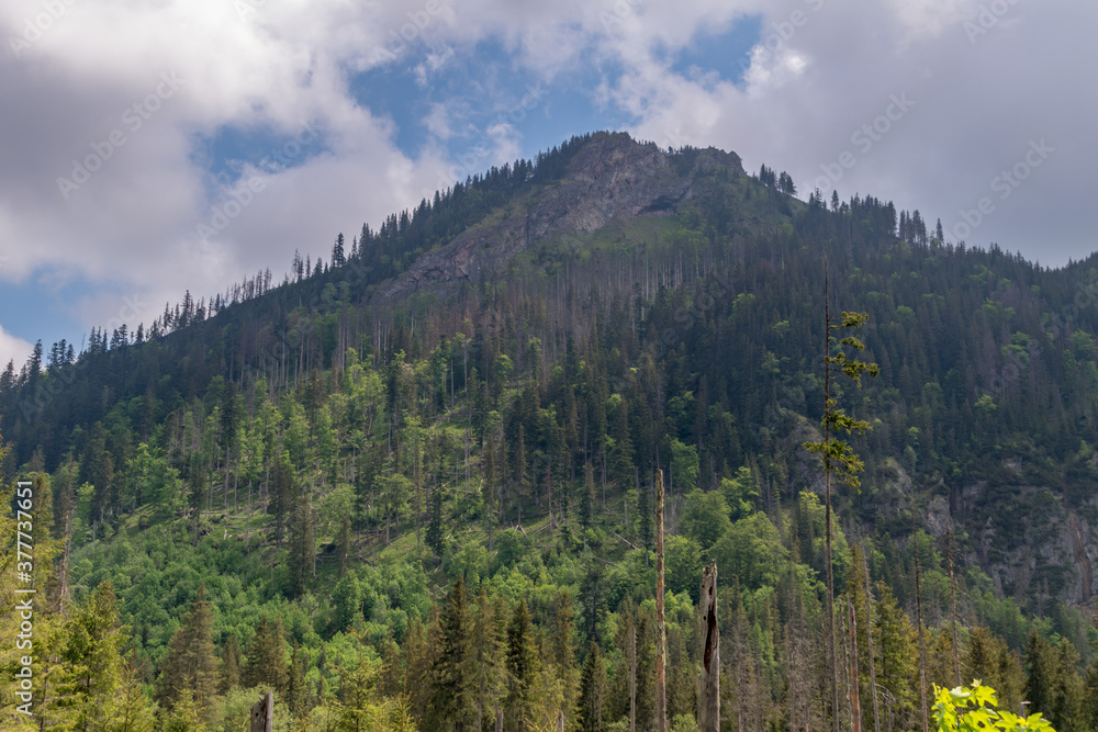 Hill with trees in Tatra National Park in Poland.