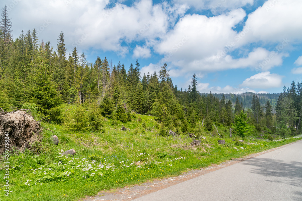 Forest landscape view in Tatra National Park.