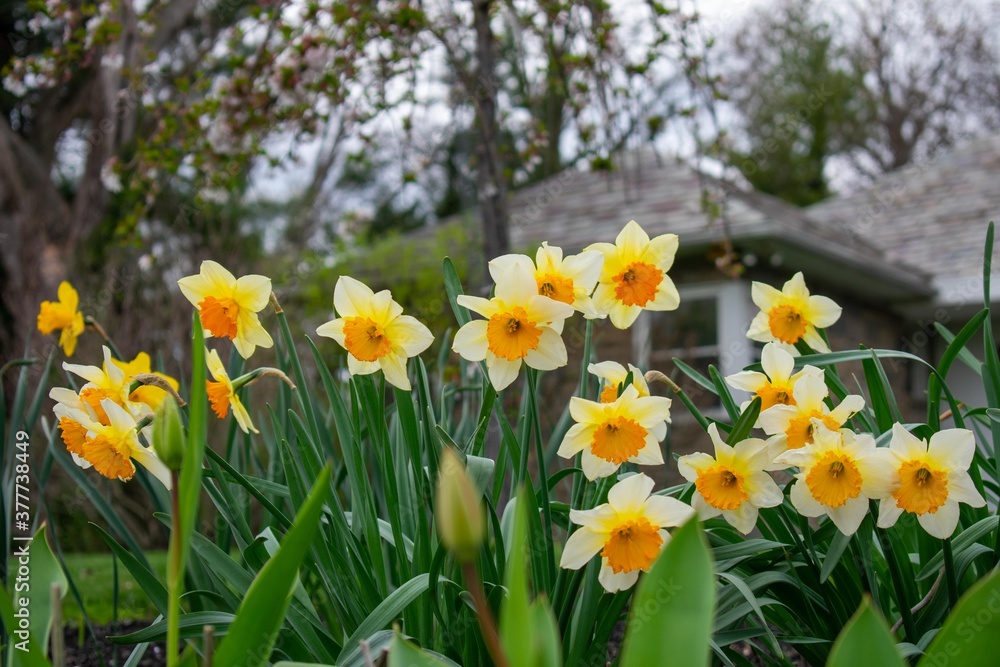 Yellow and Orange Tulips in a Patch of Grass Yellow and Orange Tulips in a Patch of Grass