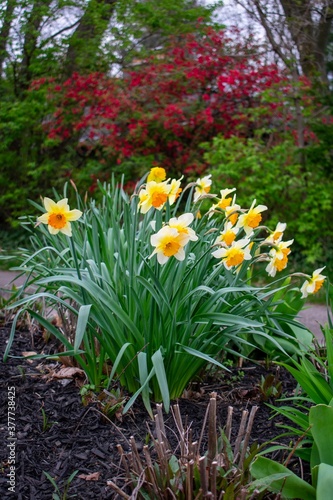 Yellow and Orange Tulips in a Patch of Grass