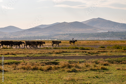 Fototapeta Naklejka Na Ścianę i Meble -  Herd of cattle and buffalo walking on dusty roads. green background and mountain