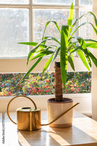 Yucca indoor plant next to a watering can in a beautifully designed home or apartment interior.